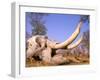 African Elephant Skull, Linyanti, Okavango Delta, Botswana-Pete Oxford-Framed Photographic Print