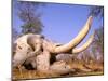 African Elephant Skull, Linyanti, Okavango Delta, Botswana-Pete Oxford-Mounted Photographic Print