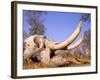 African Elephant Skull, Linyanti, Okavango Delta, Botswana-Pete Oxford-Framed Photographic Print