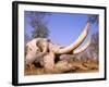 African Elephant Skull, Linyanti, Okavango Delta, Botswana-Pete Oxford-Framed Photographic Print