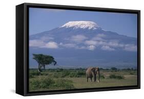 African Elephant Standing in Front of Mt. Kilimanjaro-DLILLC-Framed Stretched Canvas