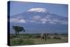 African Elephant Standing in Front of Mt. Kilimanjaro-DLILLC-Stretched Canvas