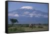 African Elephant Standing in Front of Mt. Kilimanjaro-DLILLC-Framed Stretched Canvas