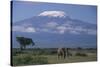 African Elephant Standing in Front of Mt. Kilimanjaro-DLILLC-Stretched Canvas