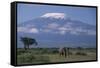 African Elephant Standing in Front of Mt. Kilimanjaro-DLILLC-Framed Stretched Canvas