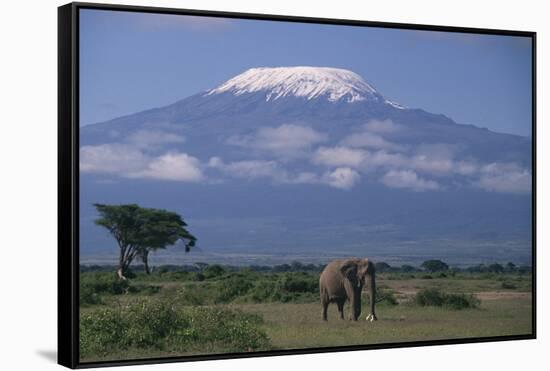African Elephant Standing in Front of Mt. Kilimanjaro-DLILLC-Framed Stretched Canvas