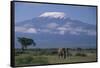 African Elephant Standing in Front of Mt. Kilimanjaro-DLILLC-Framed Stretched Canvas