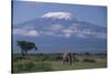 African Elephant Standing in Front of Mt. Kilimanjaro-DLILLC-Stretched Canvas