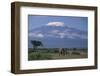 African Elephant Standing in Front of Mt. Kilimanjaro-DLILLC-Framed Photographic Print