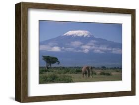 African Elephant Standing in Front of Mt. Kilimanjaro-DLILLC-Framed Photographic Print