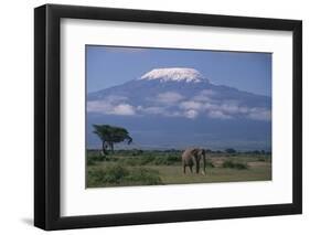 African Elephant Standing in Front of Mt. Kilimanjaro-DLILLC-Framed Photographic Print