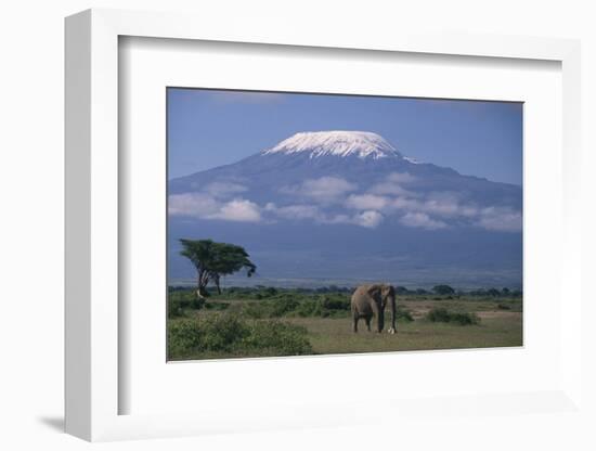 African Elephant Standing in Front of Mt. Kilimanjaro-DLILLC-Framed Photographic Print