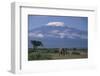 African Elephant Standing in Front of Mt. Kilimanjaro-DLILLC-Framed Photographic Print