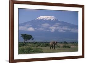 African Elephant Standing in Front of Mt. Kilimanjaro-DLILLC-Framed Photographic Print