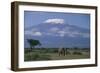 African Elephant Standing in Front of Mt. Kilimanjaro-DLILLC-Framed Photographic Print