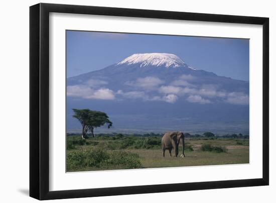 African Elephant Standing in Front of Mt. Kilimanjaro-DLILLC-Framed Photographic Print