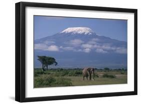 African Elephant Standing in Front of Mt. Kilimanjaro-DLILLC-Framed Photographic Print