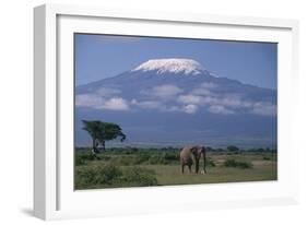 African Elephant Standing in Front of Mt. Kilimanjaro-DLILLC-Framed Photographic Print