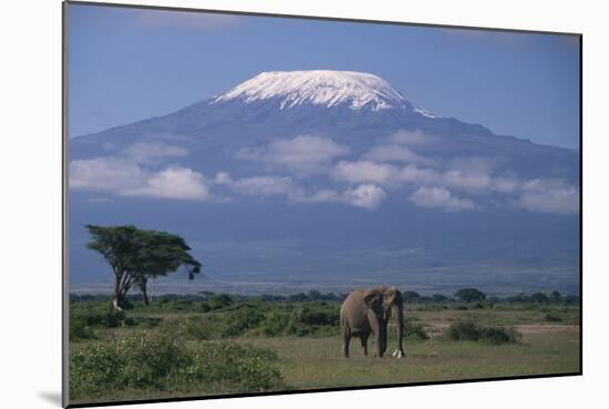 African Elephant Standing in Front of Mt. Kilimanjaro-DLILLC-Mounted Photographic Print