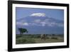 African Elephant Standing in Front of Mt. Kilimanjaro-DLILLC-Framed Photographic Print