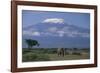 African Elephant Standing in Front of Mt. Kilimanjaro-DLILLC-Framed Photographic Print