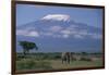 African Elephant Standing in Front of Mt. Kilimanjaro-DLILLC-Framed Photographic Print