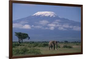 African Elephant Standing in Front of Mt. Kilimanjaro-DLILLC-Framed Photographic Print