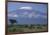 African Elephant Standing in Front of Mt. Kilimanjaro-DLILLC-Framed Photographic Print