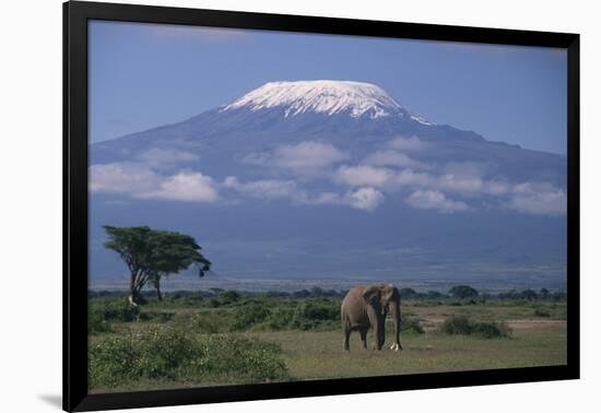 African Elephant Standing in Front of Mt. Kilimanjaro-DLILLC-Framed Photographic Print