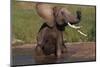 African Elephant Taking Bath in River-DLILLC-Mounted Photographic Print
