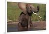 African Elephant Taking Bath in River-DLILLC-Framed Photographic Print