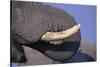 African Elephant Trunk and Tusk-DLILLC-Stretched Canvas