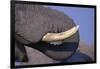 African Elephant Trunk and Tusk-DLILLC-Framed Photographic Print