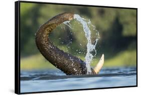 African Elephant Trunk in Chobe River, Chobe National Park, Botswana-Paul Souders-Framed Stretched Canvas