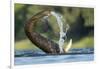 African Elephant Trunk in Chobe River, Chobe National Park, Botswana-Paul Souders-Framed Photographic Print