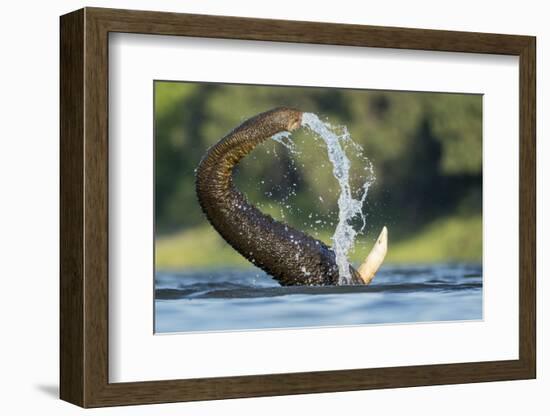 African Elephant Trunk in Chobe River, Chobe National Park, Botswana-Paul Souders-Framed Photographic Print