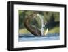 African Elephant Trunk in Chobe River, Chobe National Park, Botswana-Paul Souders-Framed Photographic Print