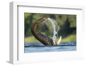 African Elephant Trunk in Chobe River, Chobe National Park, Botswana-Paul Souders-Framed Photographic Print