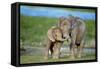 African Elephant Two Calves with Trunks Together-null-Framed Stretched Canvas