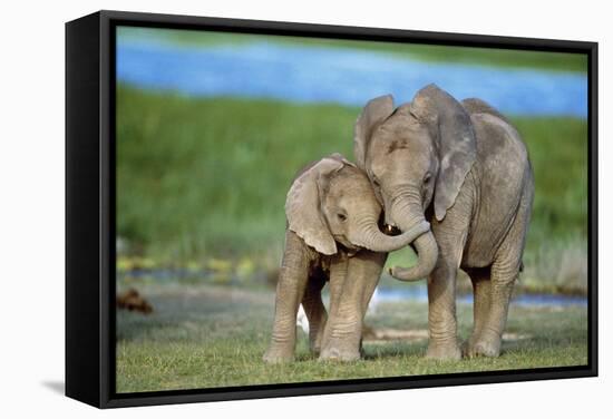 African Elephant Two Calves with Trunks Together-null-Framed Stretched Canvas