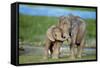 African Elephant Two Calves with Trunks Together-null-Framed Stretched Canvas