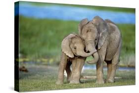 African Elephant Two Calves with Trunks Together-null-Stretched Canvas