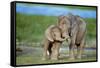 African Elephant Two Calves with Trunks Together-null-Framed Stretched Canvas