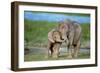 African Elephant Two Calves with Trunks Together-null-Framed Premium Photographic Print