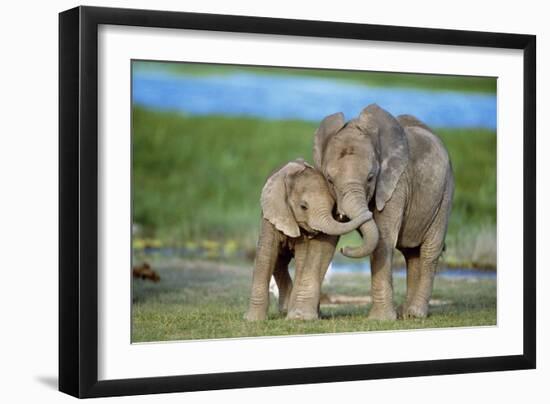 African Elephant Two Calves with Trunks Together-null-Framed Premium Photographic Print