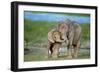 African Elephant Two Calves with Trunks Together-null-Framed Premium Photographic Print