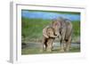 African Elephant Two Calves with Trunks Together-null-Framed Premium Photographic Print