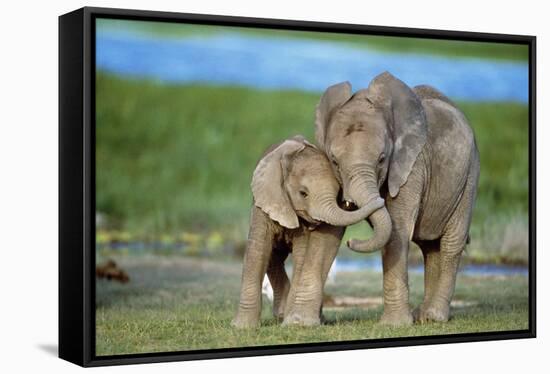 African Elephant Two Calves with Trunks Together-null-Framed Stretched Canvas