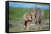 African Elephant Two Calves with Trunks Together-null-Framed Stretched Canvas