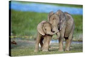 African Elephant Two Calves with Trunks Together-null-Stretched Canvas